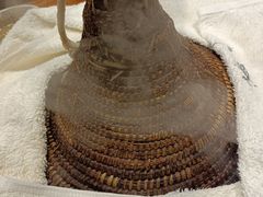 -滇香肴·云南菜蒸汽石锅鱼(云南北路店)