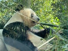 -中国大熊猫保护研究中心雅安碧峰峡基地