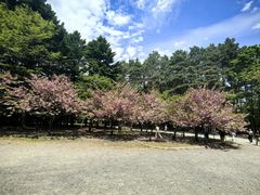 -北海道神宫