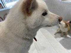-柴务处·柴犬主题狗咖