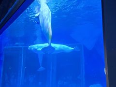 -上海海昌海洋公园-冰山北极馆