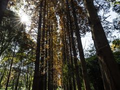 -花溪公园