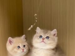 -猫十亿·布偶金渐层·曼基康矮脚猫舍(青年路店)