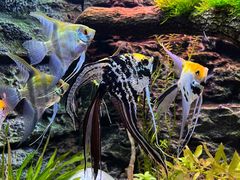 -上海海洋水族馆