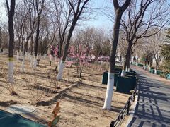 -大兴滨河森林公园