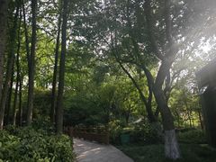 -青枫公园
