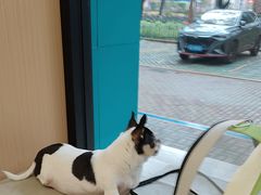 -瑞派康怡24h宠物医院·犬猫医疗中心·微创绝育(瑞景分院)