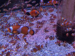 -海合安成都极地海洋公园