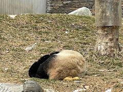 -卧龙中华大熊猫苑神树坪基地
