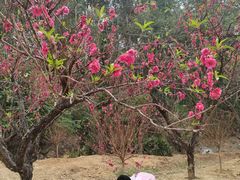 -南国桃园旅游度假区