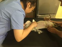 -宠颐生维康宠物医院(金丰店)