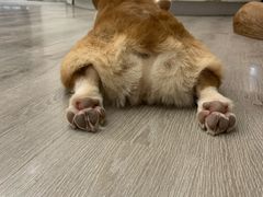 -浣熊柯尔鸭土拨鼠·电玩咖