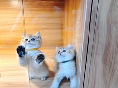 -猫十亿·布偶金渐层·曼基康矮脚猫舍(青年路店)