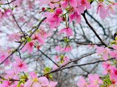 -天适樱花悠乐园