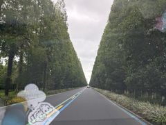 -黄海国家森林公园