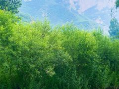 -百里山水画廊
