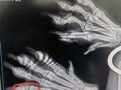 -爱侣·安琦尔宠物医院·中兽医针灸·心内科·狂犬免疫点(宝山区院)