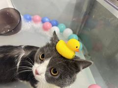 -车接车送·寄养洗护·德文猫舍(大宁店)