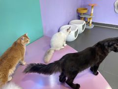 -十年猫舍·猫咪专门店(普陀店)