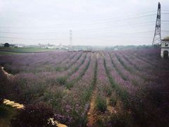 android_upload_pic-紫颐香薰山谷景区