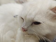 -楼上猫咖(罗湖店)