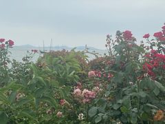 -贡湖湾湿地公园