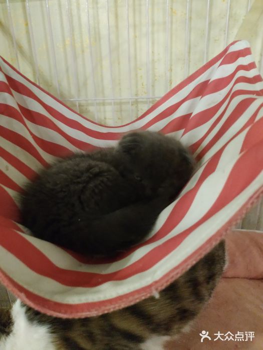 猫先生桌游图片