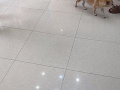 -瑞鹏宠物医院·夜间急症·心超·猫科(祖庙分店)