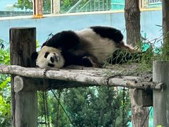 -西霞口神雕山野生动物世界