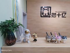 -猫十亿·布偶金渐层·曼基康矮脚猫舍(青年路店)