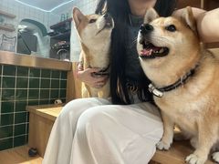 -是阿柴呀！柴犬咖啡·爱喵喵猫咖