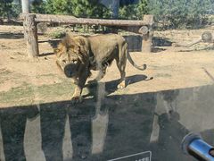 -西霞口神雕山野生动物世界