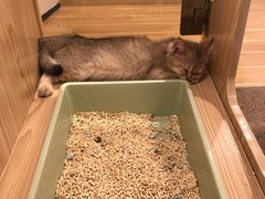 -屋虎猫馆(宝安大仟里店)