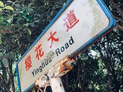 -武汉大学-樱园