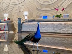 -西双版纳融创皇冠假日度假酒店