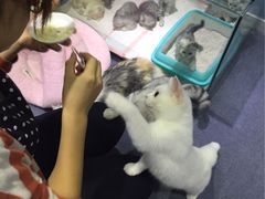 -喵的天空名猫咖啡馆·撸猫·猫舍·用品