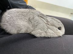 -北京观赏动物医院·24小时大型综合·猫专科·异宠专科