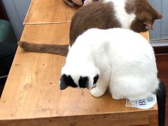 -猫小院猫主题咖啡厅(北锣店)
