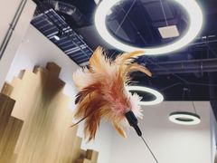 -COLOR PETS 撸猫馆·购猫·猫咖(长风大悦城店)