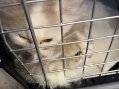 -伟伟宠物医院·瑞派猫友好医院·猫科(光谷店)