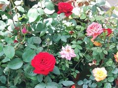 -武汉花鸟市场