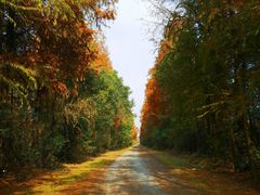 -上海海湾国家森林公园