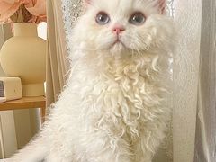 -十年猫舍·猫咪专门店(普陀店)
