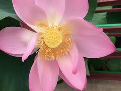 -石家庄市植物园