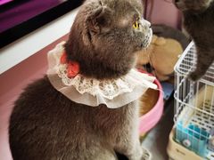 -我爱猫咪·猫咖·狗咖·安哥拉兔·羊驼咖(小寨华旗店)