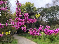 -上海滨江森林公园