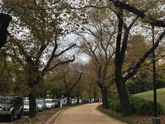 -墨尔本皇家植物园