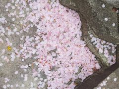 -高东镇樱花园