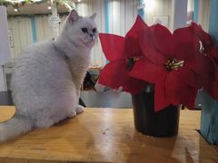 -猫小院猫主题咖啡厅(北锣店)