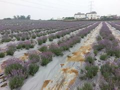 -紫颐香薰山谷景区